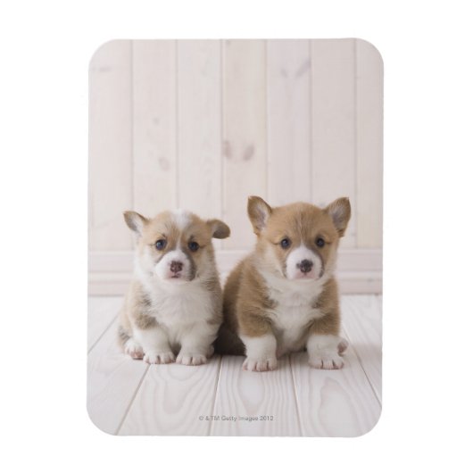 Zwei walisische Corgi-Sitze Magnet (Vertikal)
