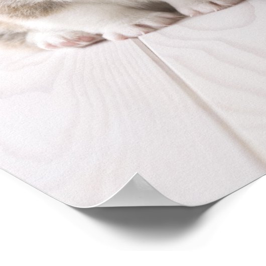 Zwei walisische Corgi-Sitze Poster (Ecke)