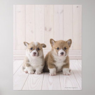 Zwei walisische Corgi-Sitze Poster