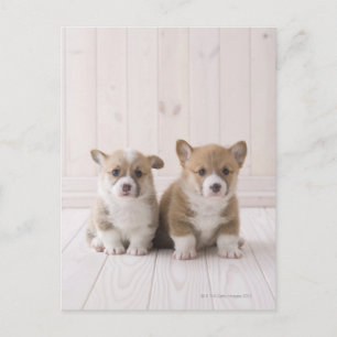 Zwei walisische Corgi-Sitze Postkarte