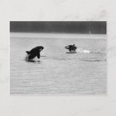 ZWEI WALLE POSTKARTE (Vorderseite)