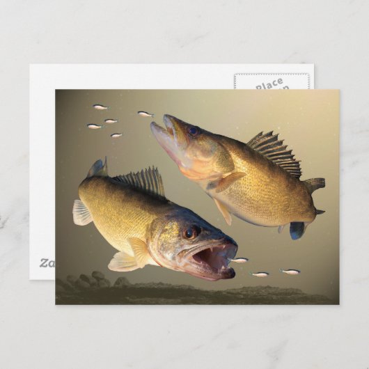 Zwei Walleye Fütternd Postkarte (Vorne/Hinten)