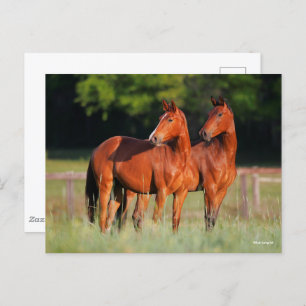 Zwei Warmblutpferde Stehend Postkarte