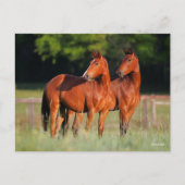 Zwei Warmblutpferde Stehend Postkarte (Vorderseite)