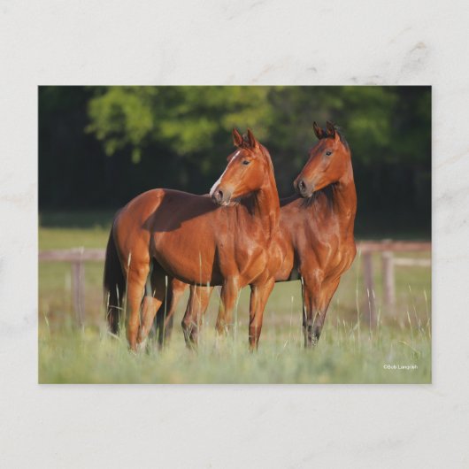 Zwei Warmblutpferde Stehend Postkarte (Vorderseite)