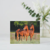 Zwei Warmblutpferde Stehend Postkarte (Stehend Vorderseite)