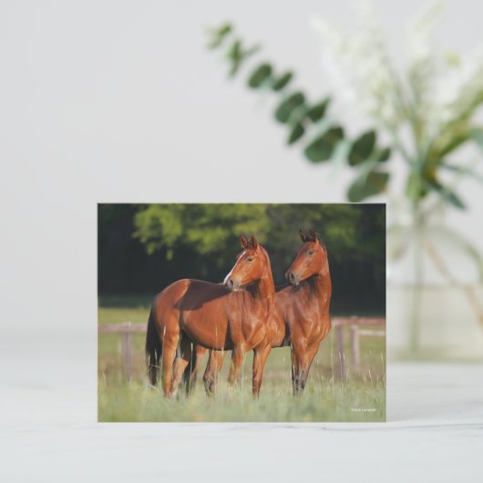 Zwei Warmblutpferde Stehend Postkarte (Stehend Vorderseite)