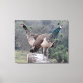 Zwei weibliche Pfau, die auf wunderbare Weise foto Leinwanddruck (Vorderseite)