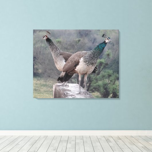 Zwei weibliche Pfau, die auf wunderbare Weise foto Leinwanddruck (Insitu (Holzboden))