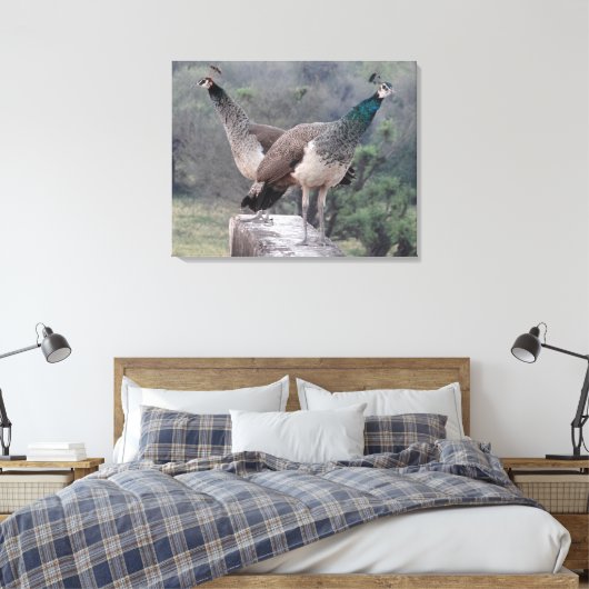 Zwei weibliche Pfau, die auf wunderbare Weise foto Leinwanddruck (Insitu (Schlafzimmer))