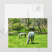 Zwei Weiden Postkarte (Vorne/Hinten)