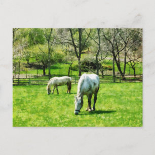 Zwei Weiden Postkarte