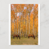 Zwei Weidepferde im Herbst Postkarte (Vorderseite)