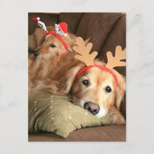 Zwei Weihnachtsfeiertage Golden Retrievers Feiertagspostkarte