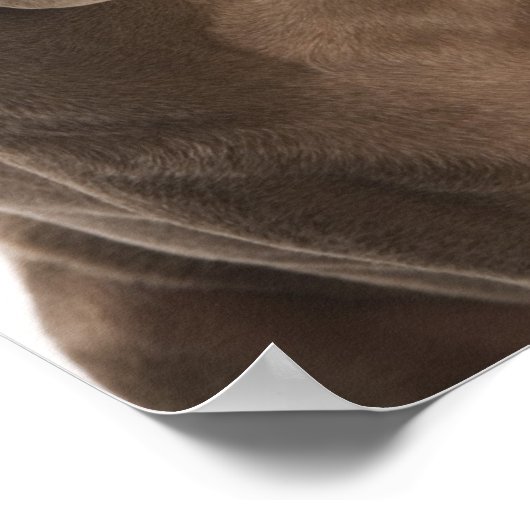 Zwei Weimaraner Poster (Ecke)