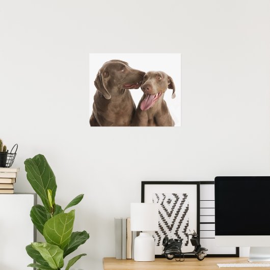 Zwei Weimaraner Poster (Heimbüro)