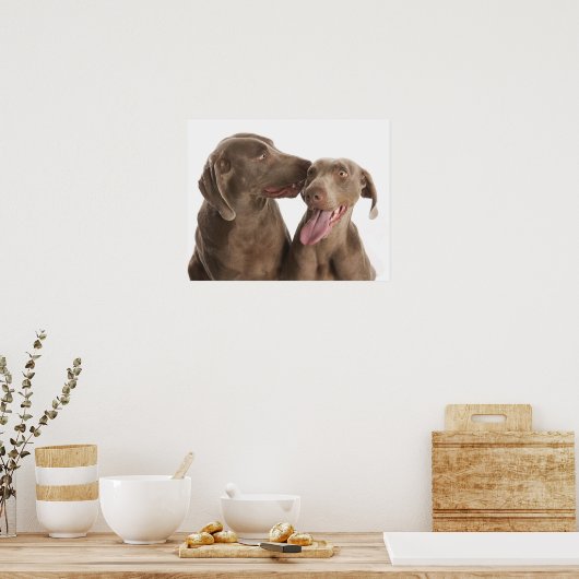Zwei Weimaraner Poster (Küche)