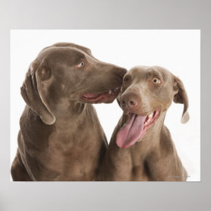 Zwei Weimaraner Poster