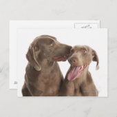 Zwei Weimaraner Postkarte (Vorne/Hinten)