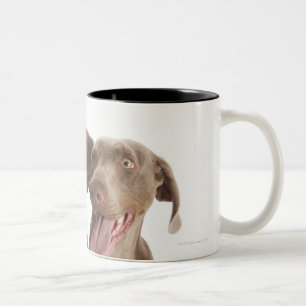 Zwei Weimaraners Zweifarbige Tasse