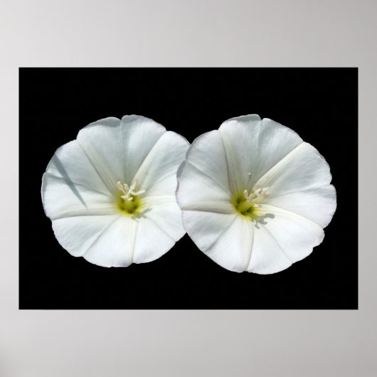 zwei weiße Blume Poster (Vorne)