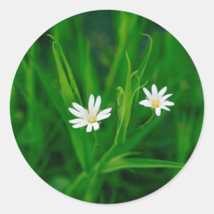 zwei weiße Blumen auf einer grünen Wiese Magnet Runder Aufkleber
