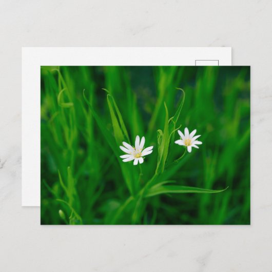 zwei weiße Blumen auf einer grünen Wiese Postkarte (Vorne/Hinten)