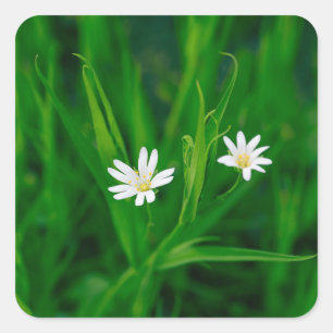 zwei weiße Blumen auf einer grünen Wiese Quadratischer Aufkleber