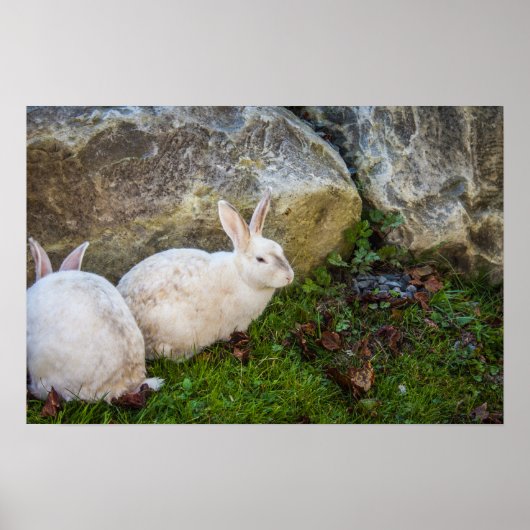 Zwei weiße Bunnies Poster (Vorne)