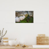 Zwei weiße Bunnies Poster (Küche)