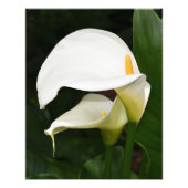 Zwei weiße Calla Lilies Floral Fotodruck (Vorne)