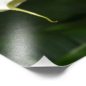 Zwei weiße Calla Lilies Floral Fotodruck (Ecke)