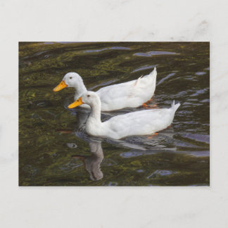Zwei weiße Enten. Roath Park Lake, Cardiff, Wales Postkarte