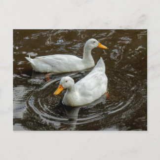 Zwei weiße Enten. Roath Park Lake, Cardiff, Wales Postkarte