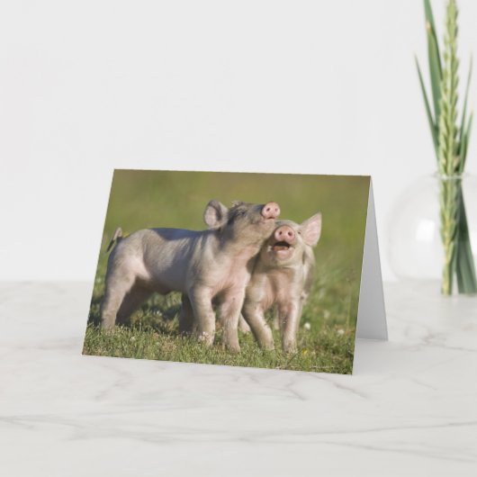 Zwei weiße Ferkel spielen auf dem Feld Karte (Vorderseite)