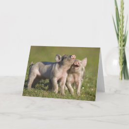 Zwei weiße Ferkel spielen auf dem Feld Karte