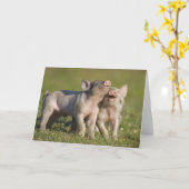 Zwei weiße Ferkel spielen auf dem Feld Karte (Gelbe Blume)