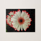 Zwei weiße Gerbera-Gänseblümchen Puzzle (Horizontal)
