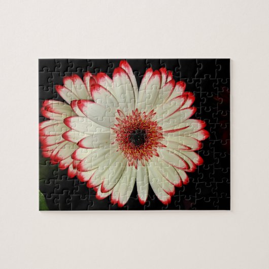 Zwei weiße Gerbera-Gänseblümchen Puzzle (Horizontal)
