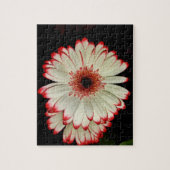 Zwei weiße Gerbera-Gänseblümchen Puzzle (Vertikal)