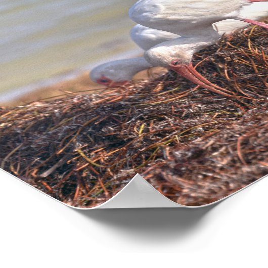 Zwei weiße Ibis, Florida Poster (Ecke)