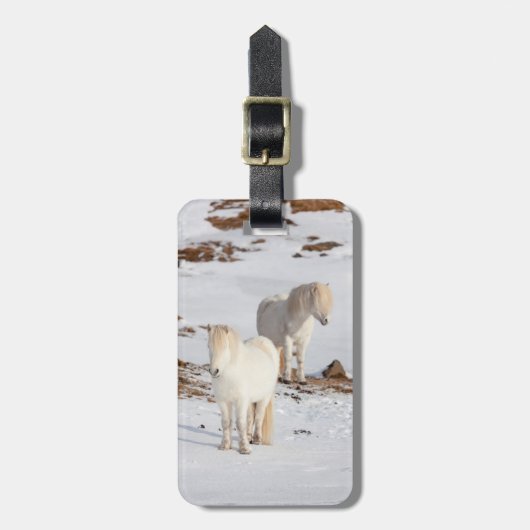 Zwei weiße isländische Pferde Gepäckanhänger (Vorderseite vertikal)