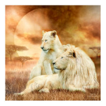 Zwei weiße Löwen - zusammen Kunposter/Print