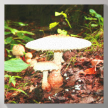 Zwei weiße Pilze