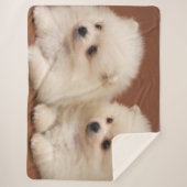 ZWEI WEISSE PUPPIEN SHERPADECKE (Vorderseite)