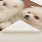 ZWEI WEISSE PUPPIEN SHERPADECKE (3/4)