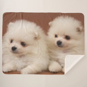 ZWEI WEISSE PUPPIEN SHERPADECKE