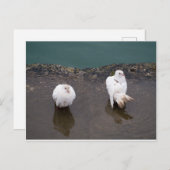 Zwei weiße Tauben in einer Pfütze Postkarte (Vorne/Hinten)