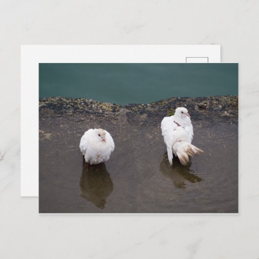 Zwei weiße Tauben in einer Pfütze Postkarte (Vorne/Hinten)