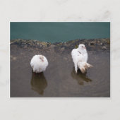 Zwei weiße Tauben in einer Pfütze Postkarte (Vorderseite)